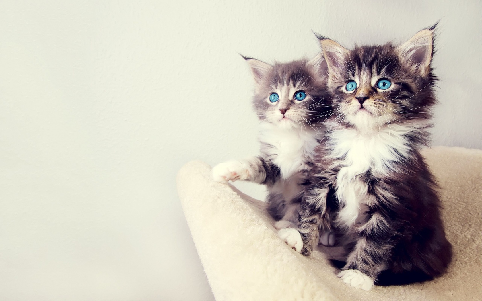 Gorgeous Kittens