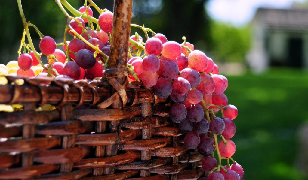 Grape Basket