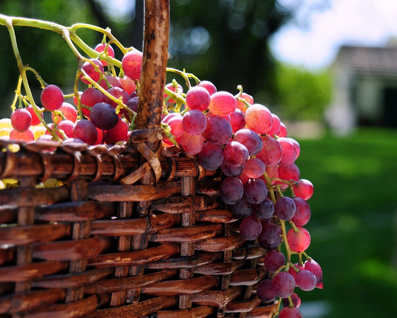 Grape Basket