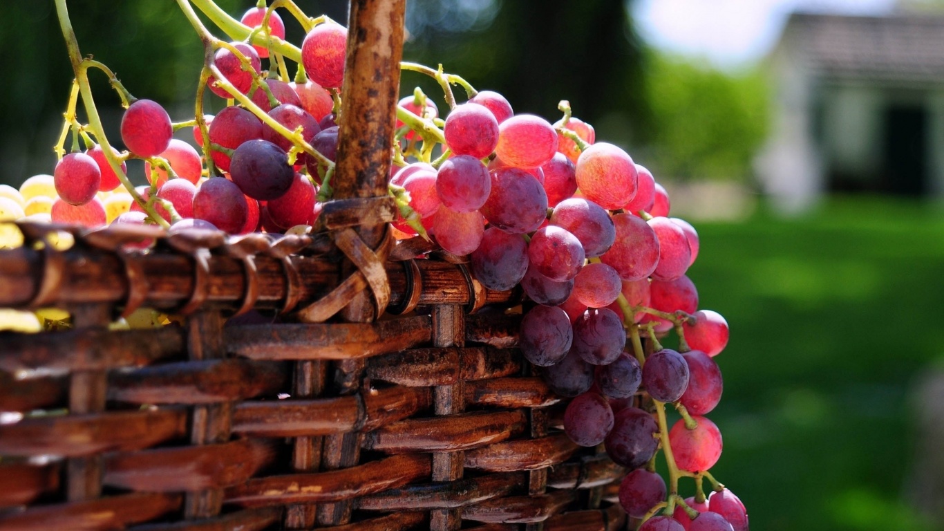 Grape Basket