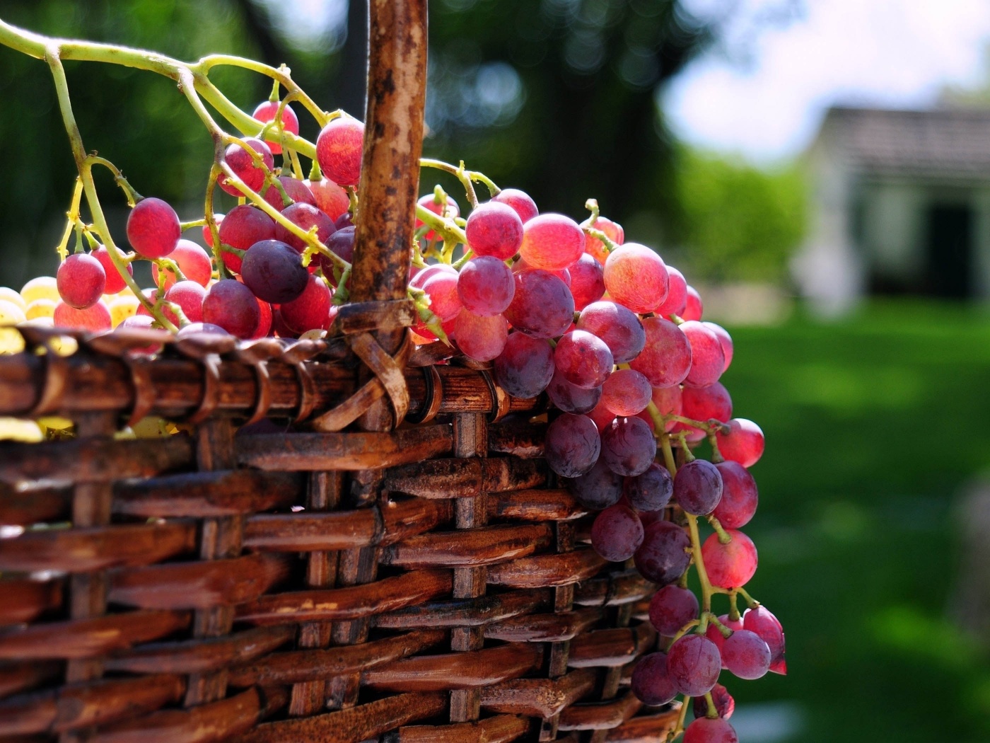 Grape Basket