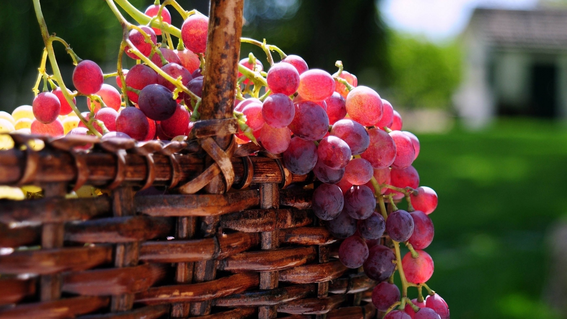 Grape Basket