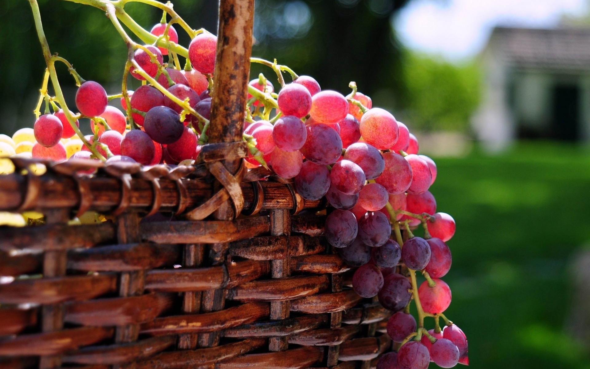 Grape Basket