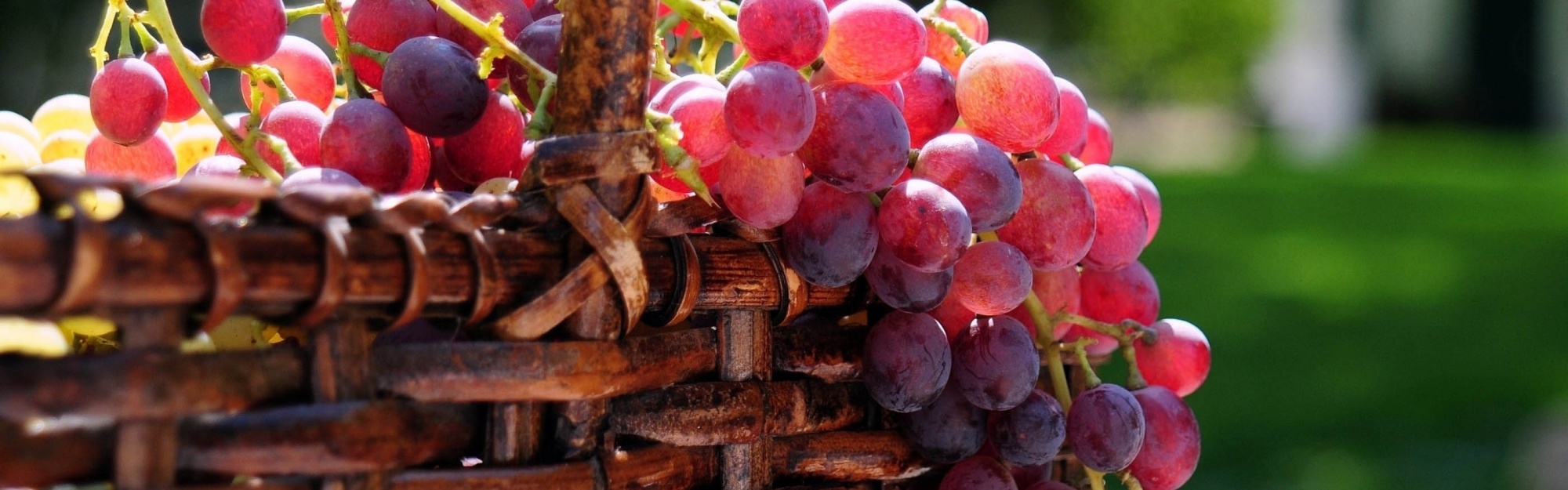 Grape Basket