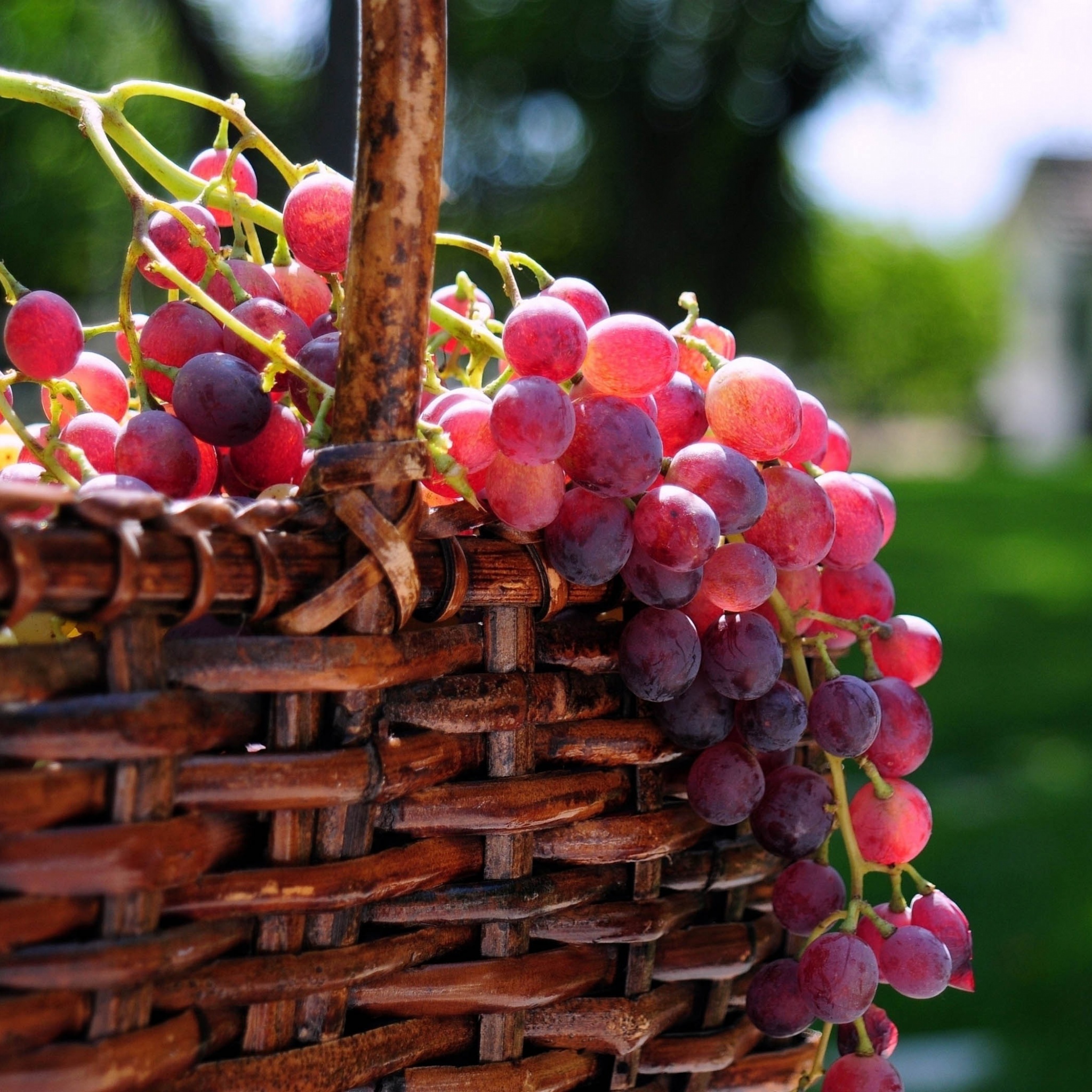 Grape Basket