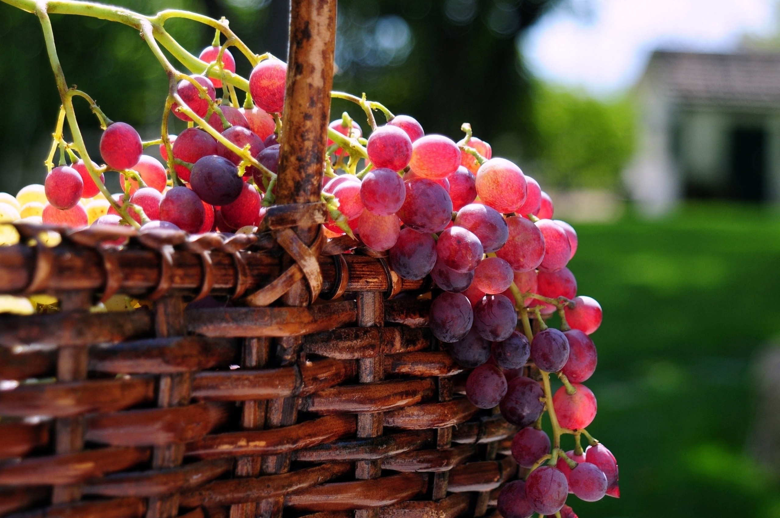 Grape Basket