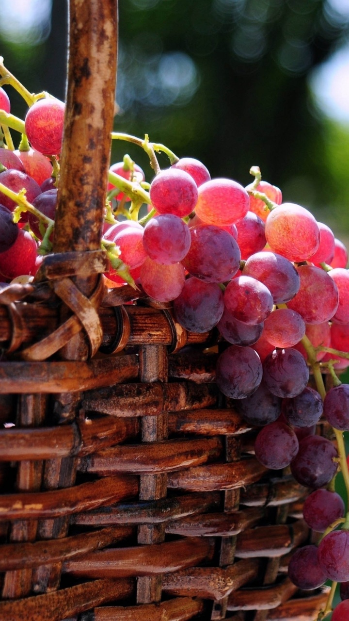 Grape Basket