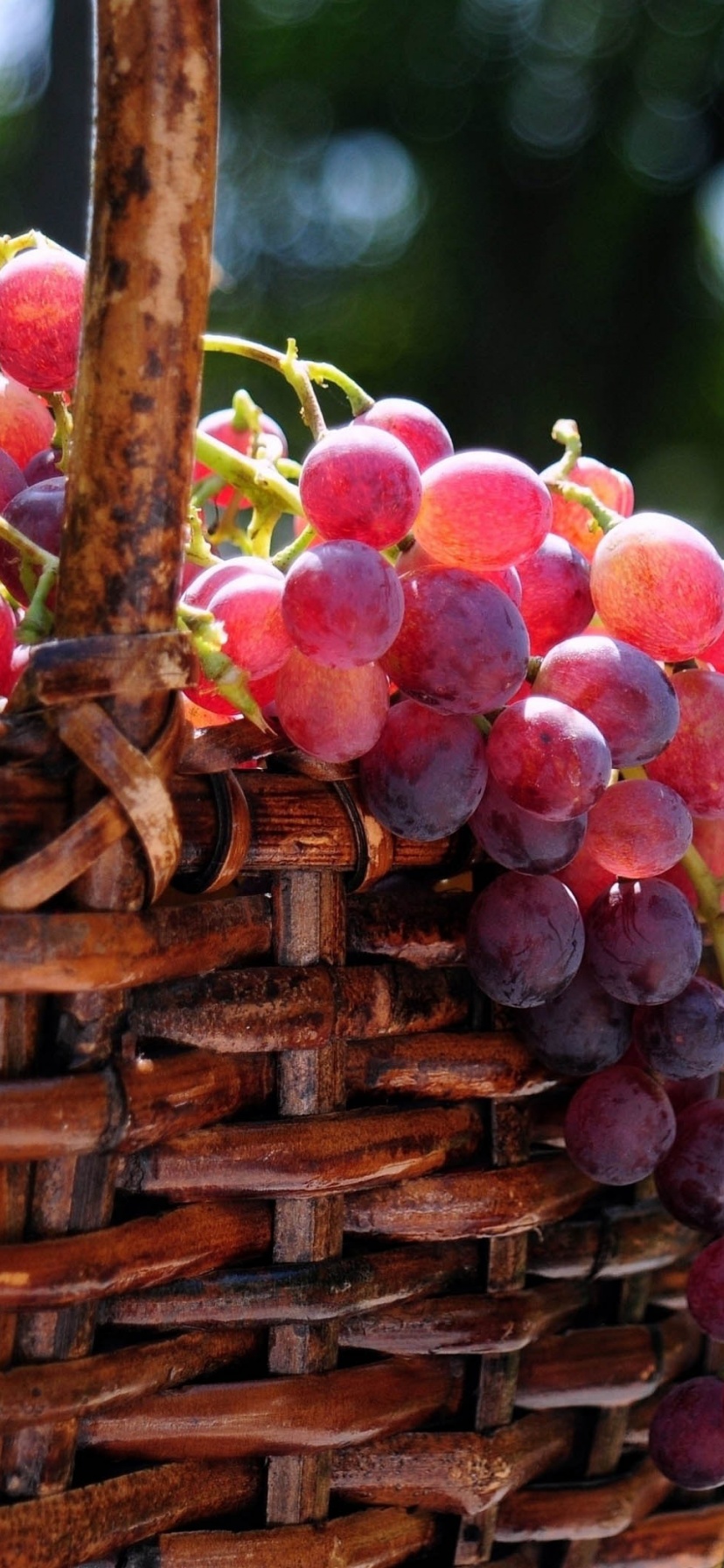 Grape Basket