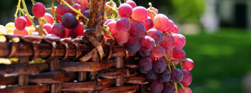 Grape Basket