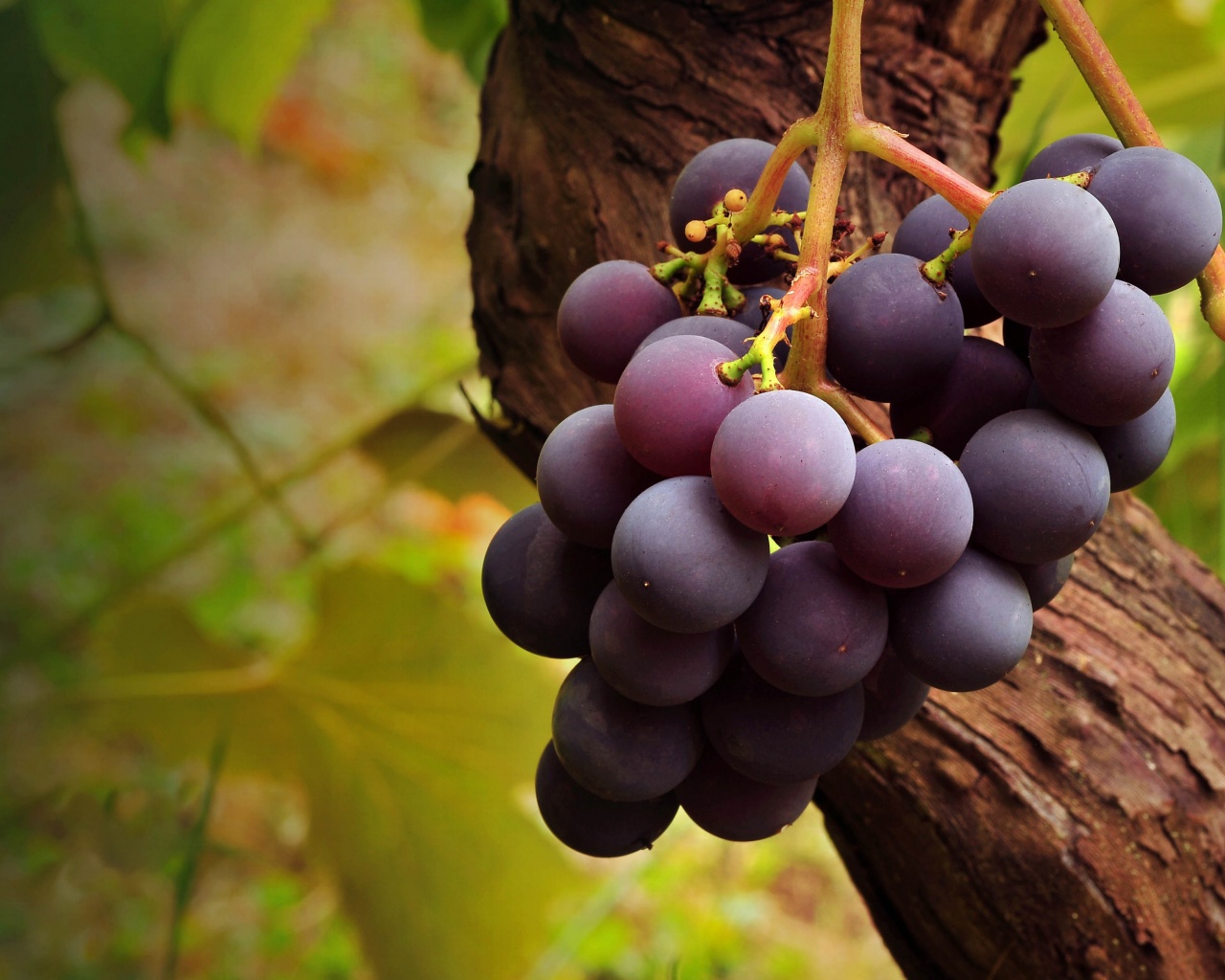 Grape Vine