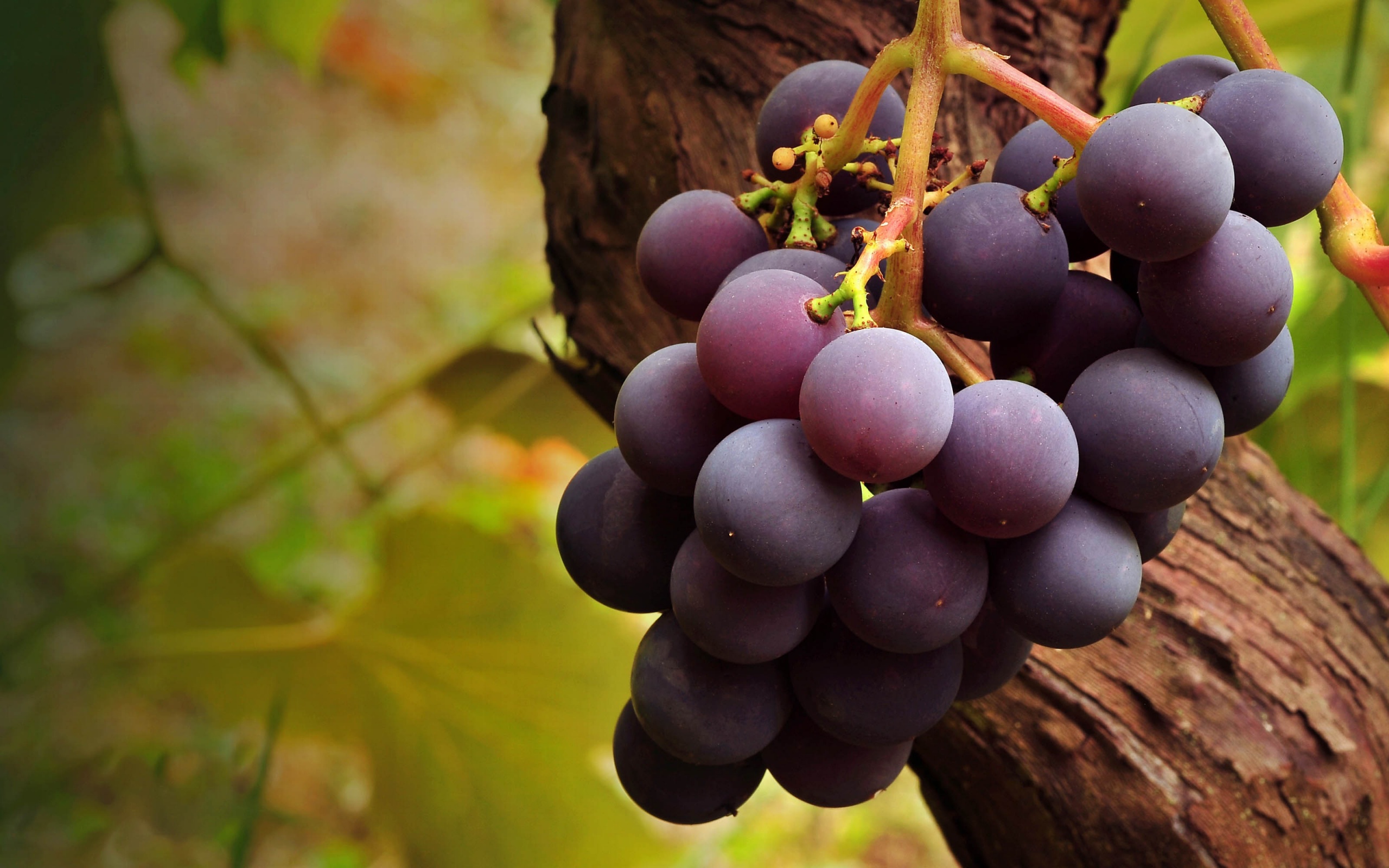 Grape Vine