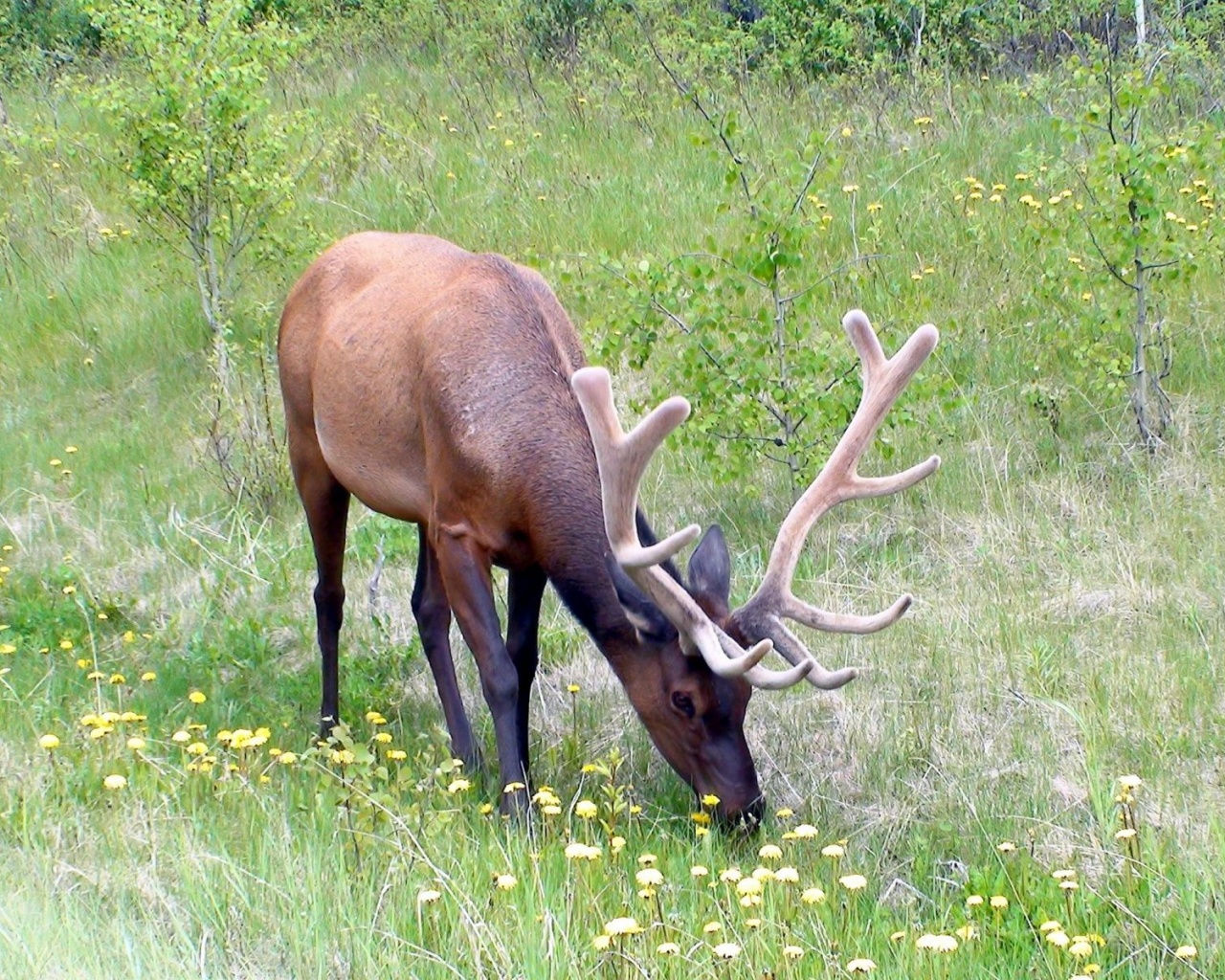 Grass Horn Deer