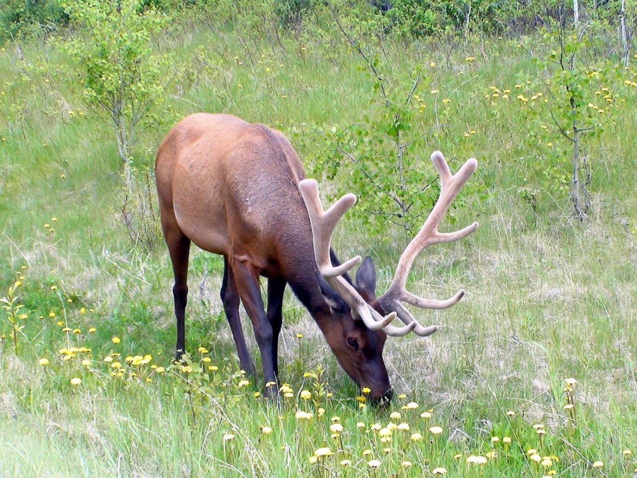 Grass Horn Deer