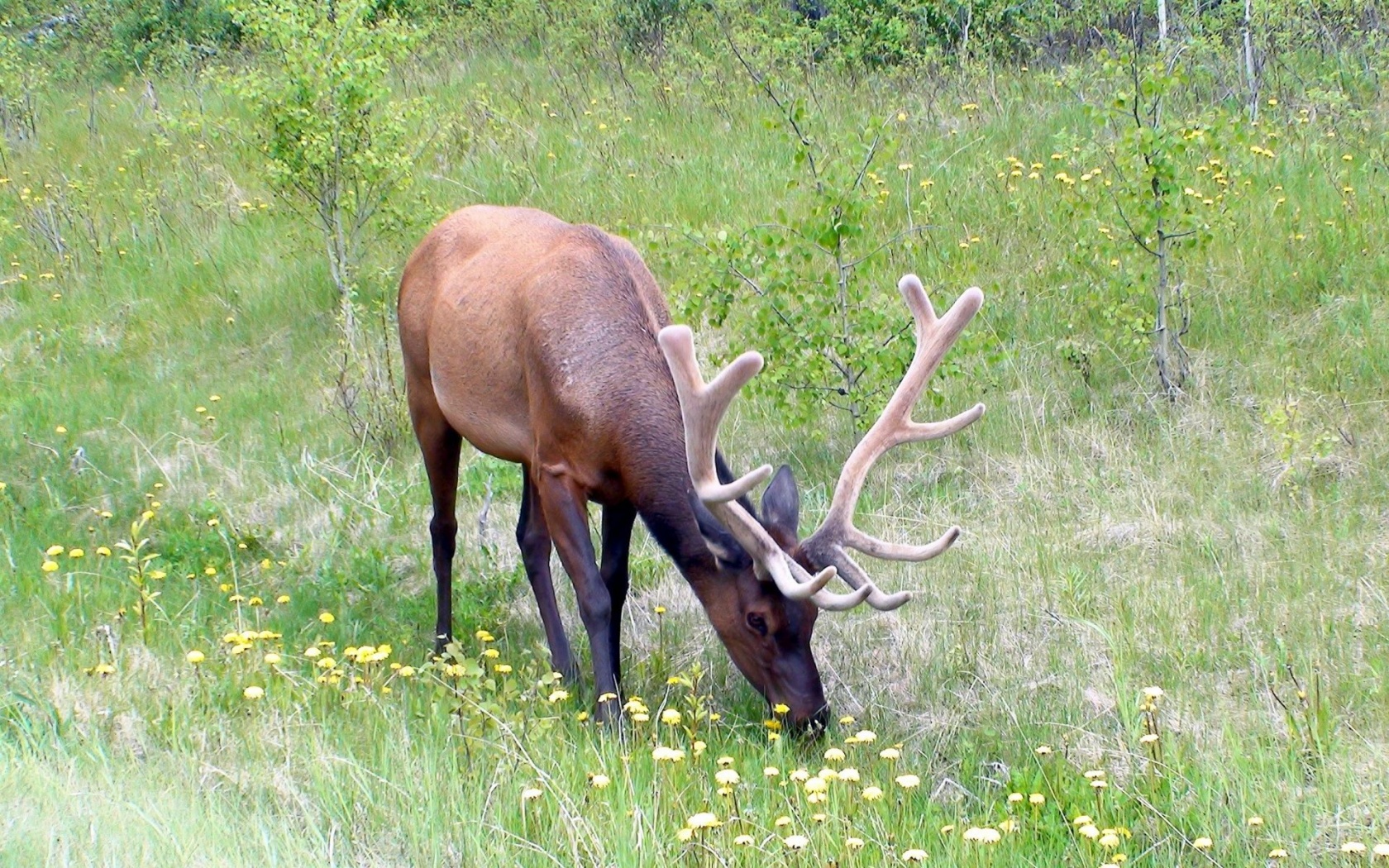 Grass Horn Deer