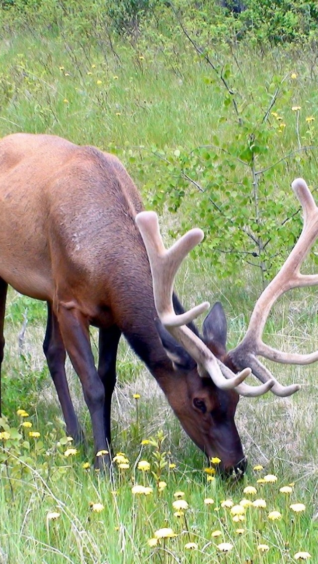 Grass Horn Deer