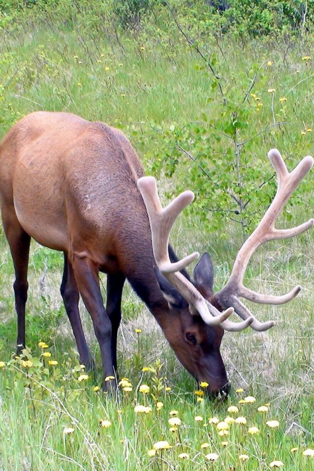 Grass Horn Deer