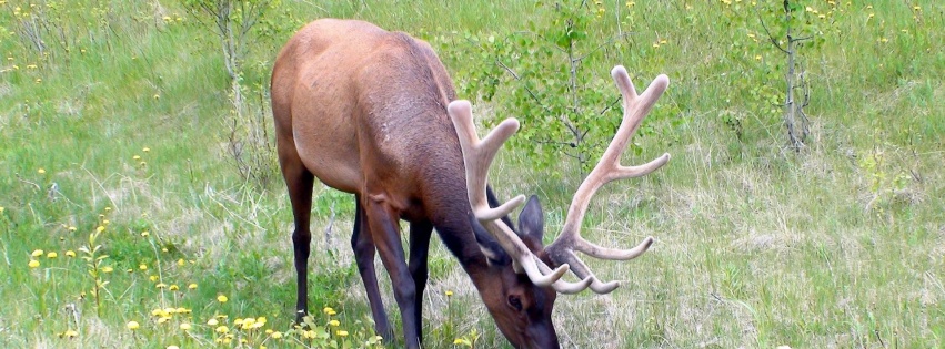 Grass Horn Deer