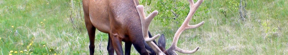 Grass Horn Deer