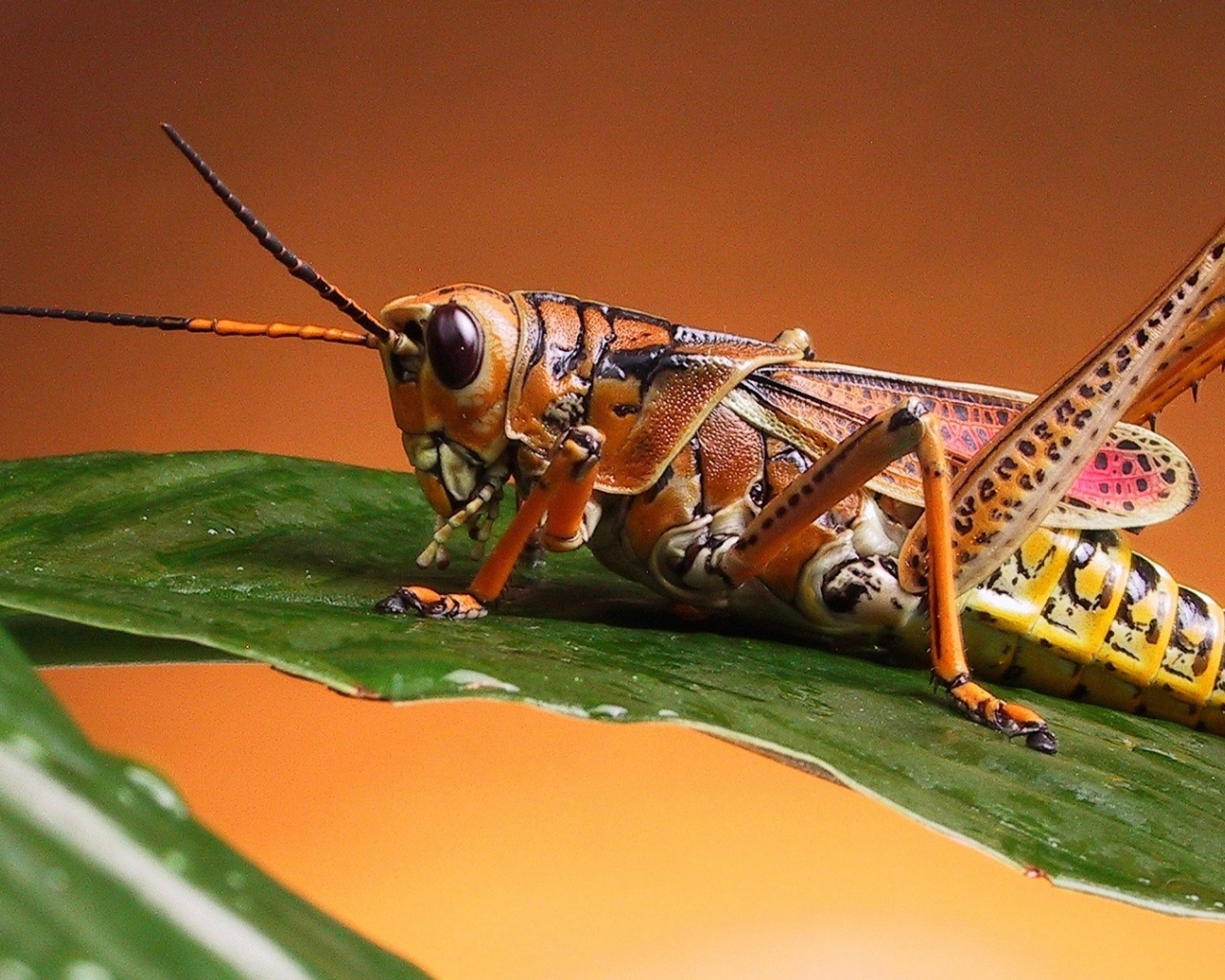 Grasshopper Close Up