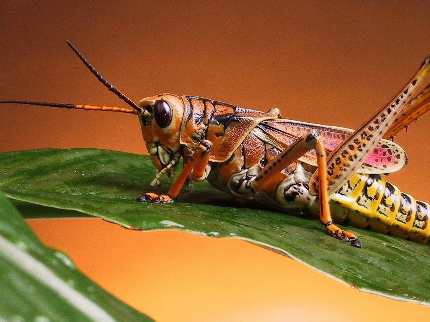 Grasshopper Close Up