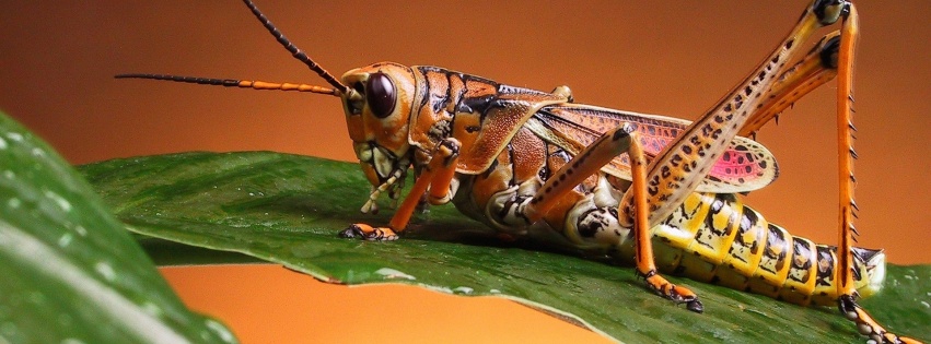 Grasshopper Close Up