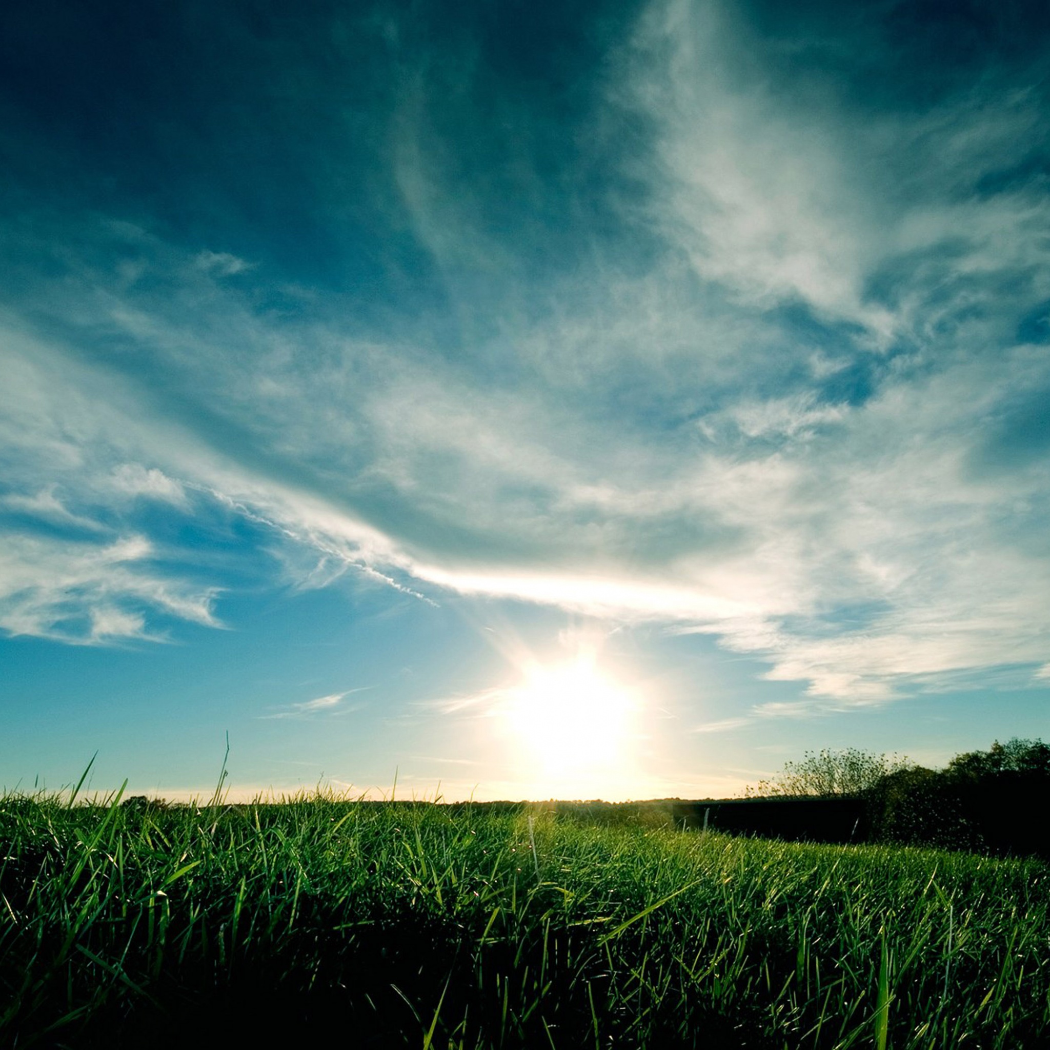 Grassy Sunset