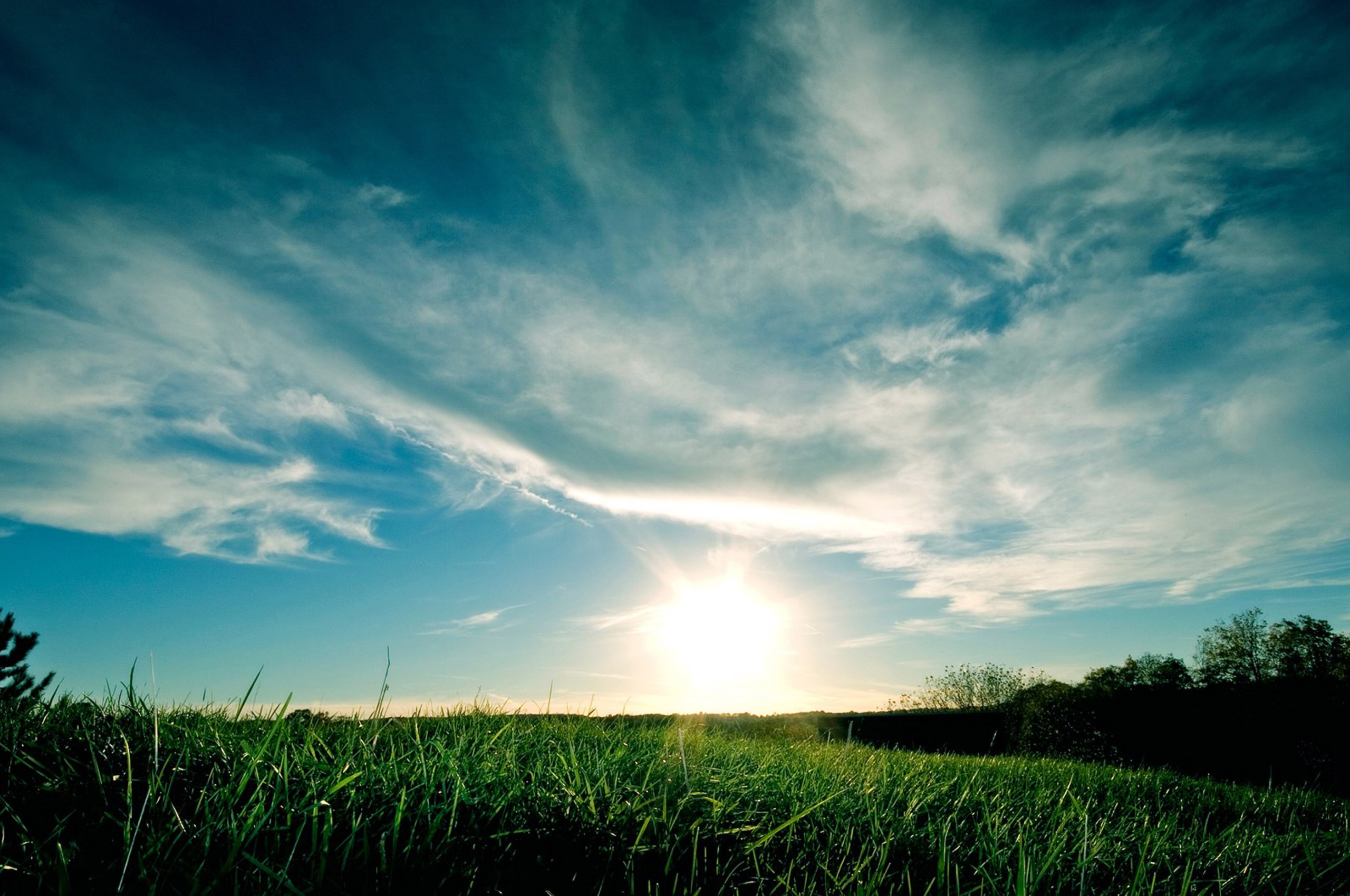 Grassy Sunset