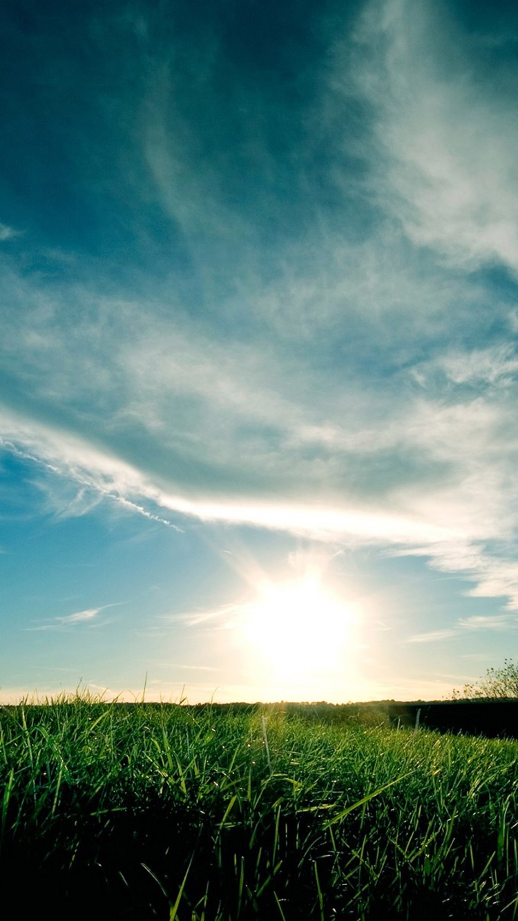 Grassy Sunset