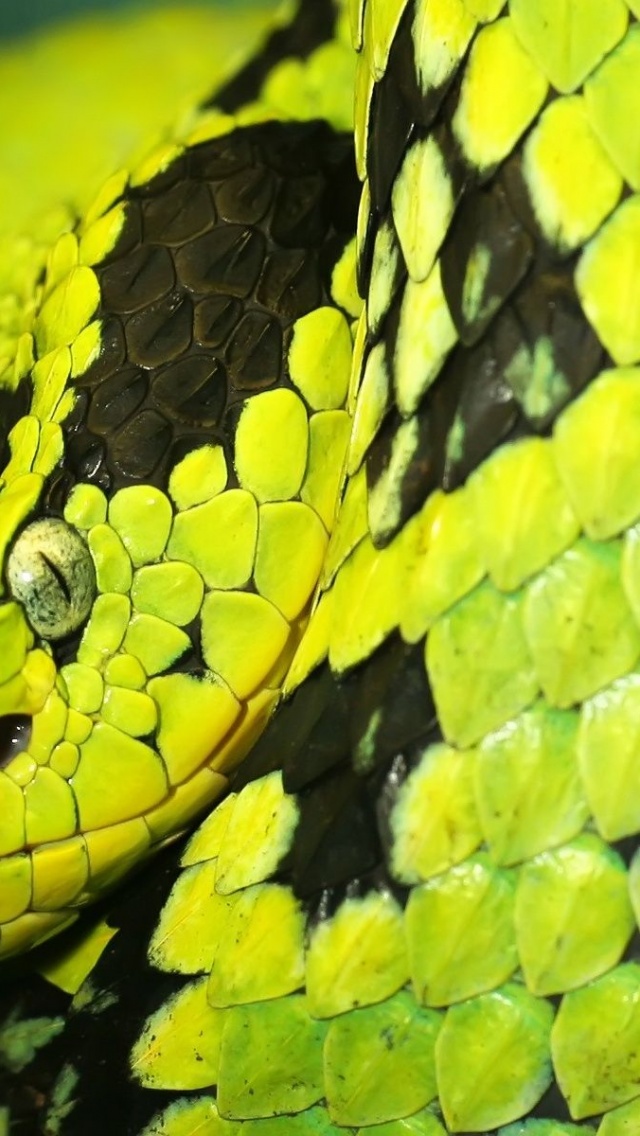 Green And Black Snake