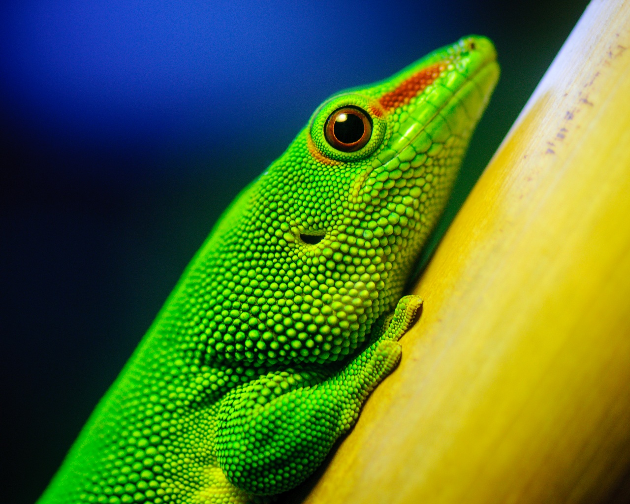 Green Lizard