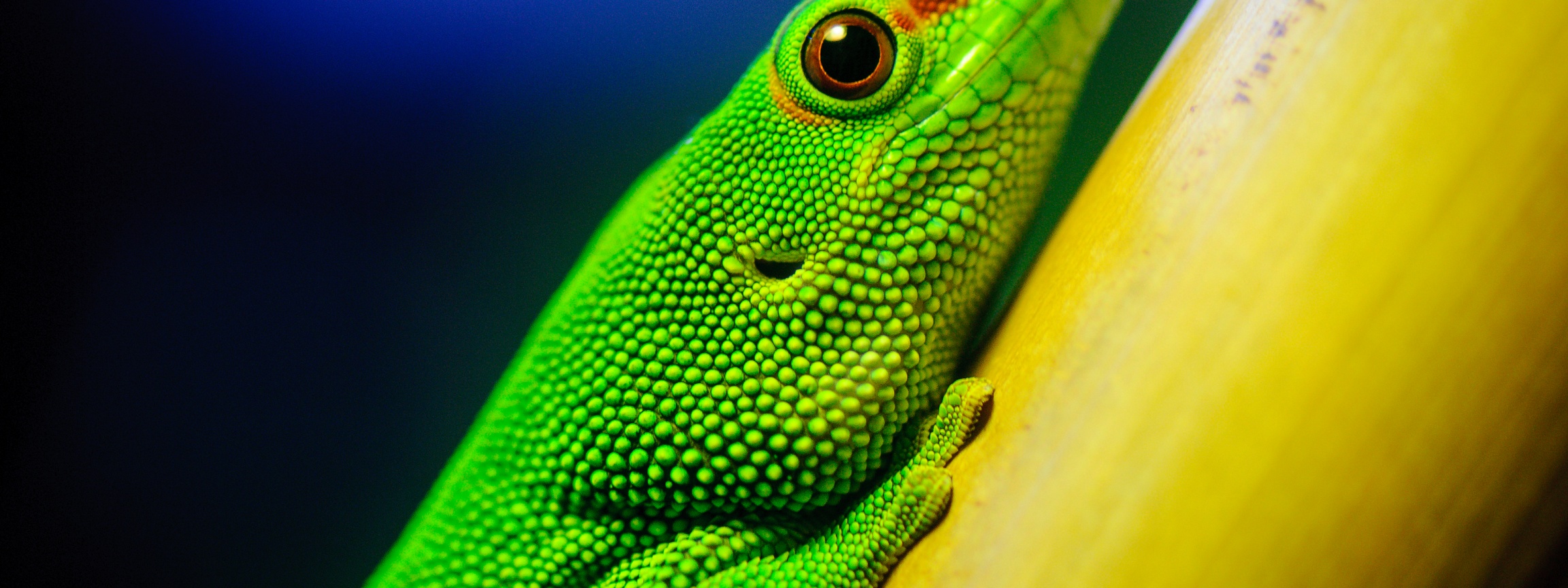 Green Lizard