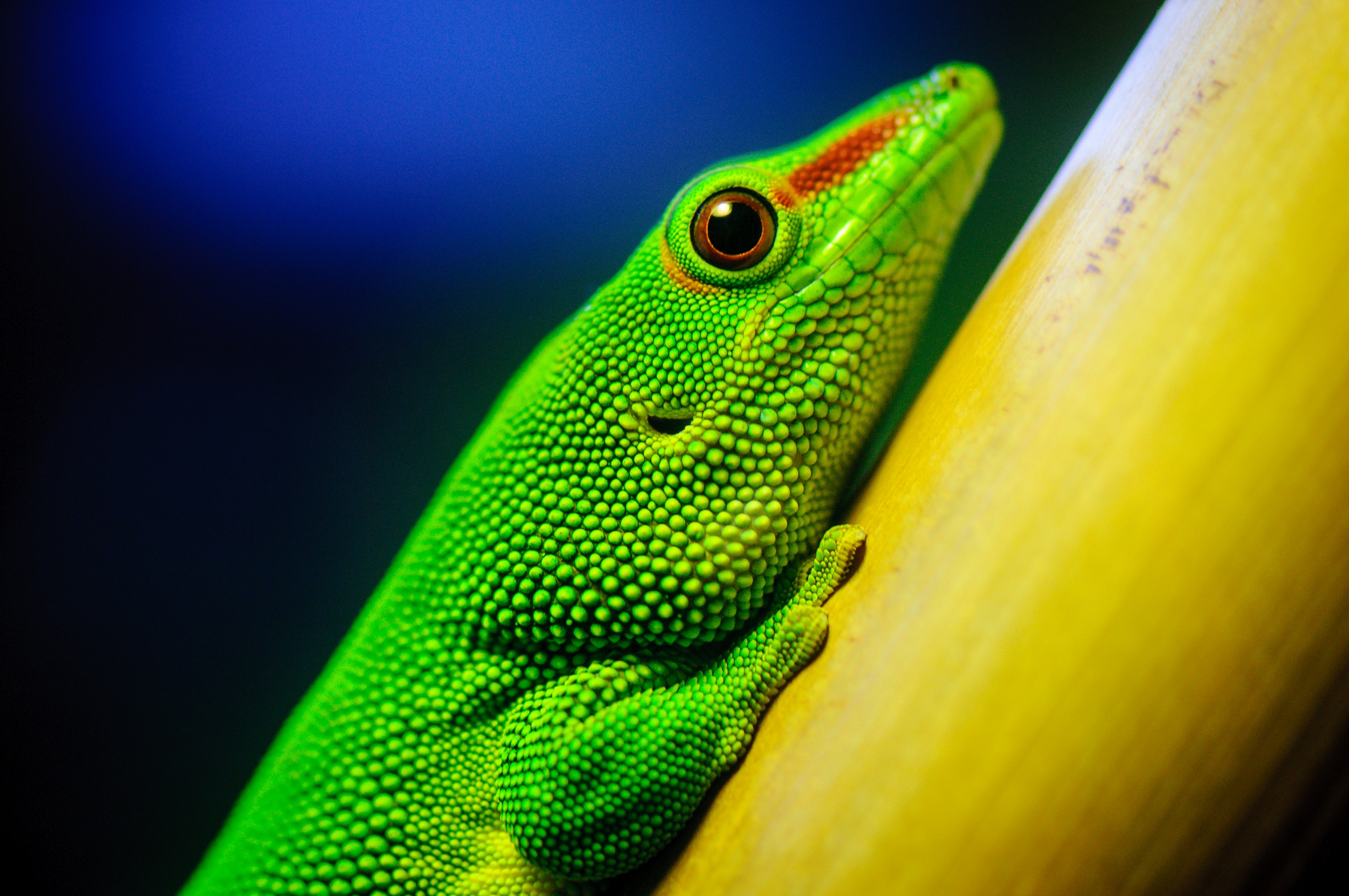 Green Lizard