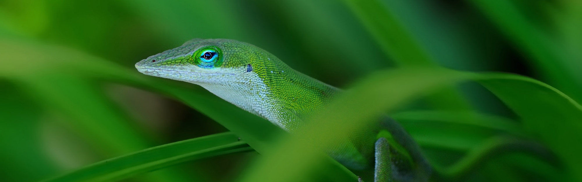 Green Lizard