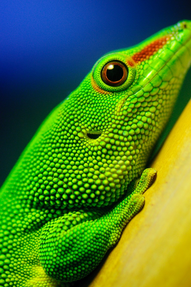 Green Lizard