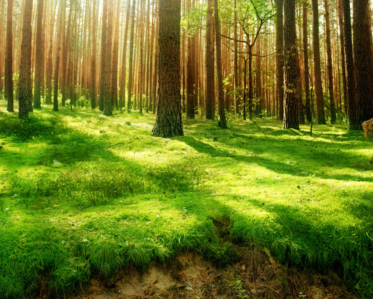 Green Lush Forest