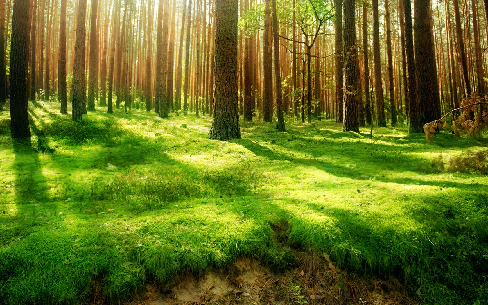 Green Lush Forest