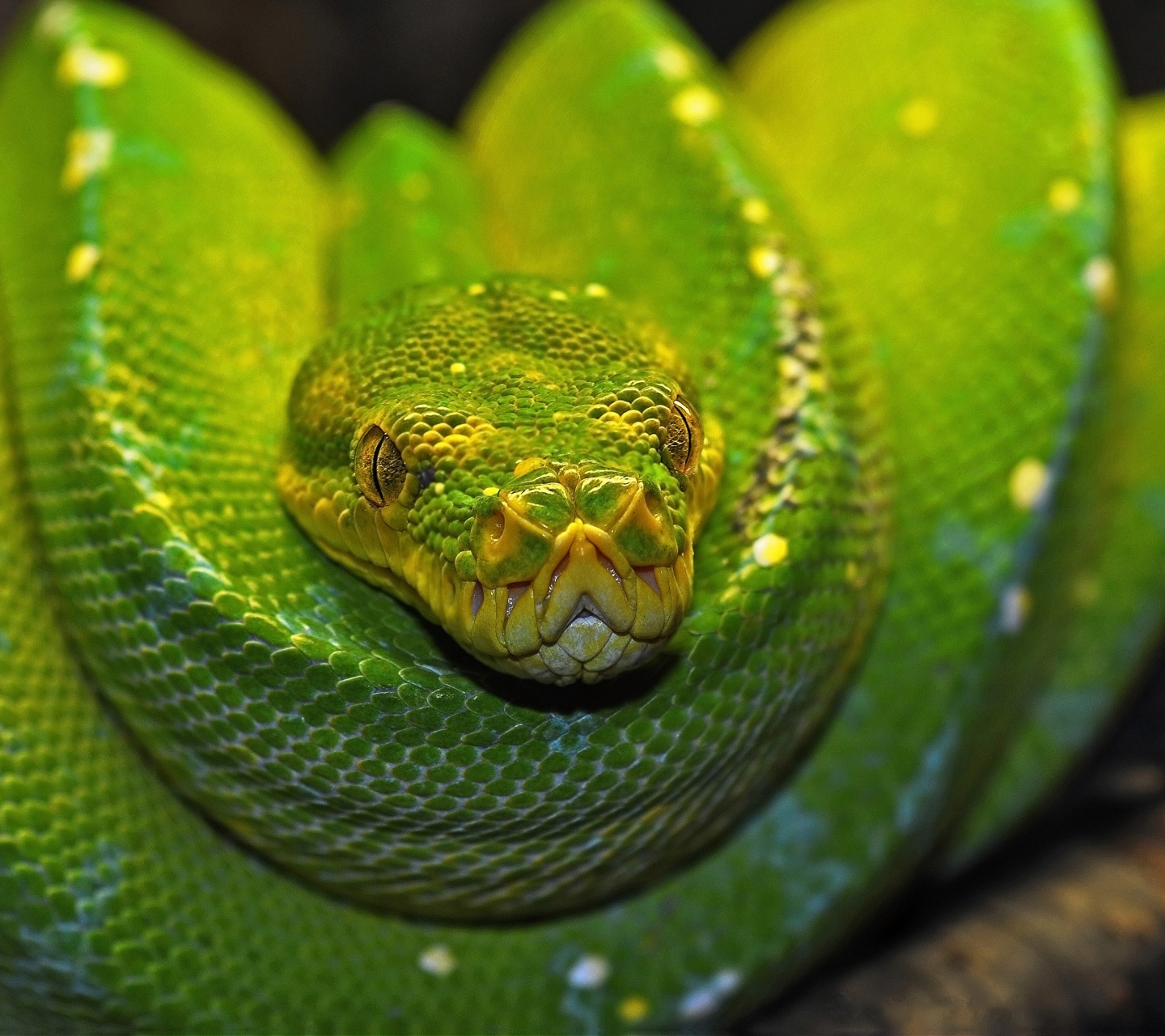 Green Tree Python