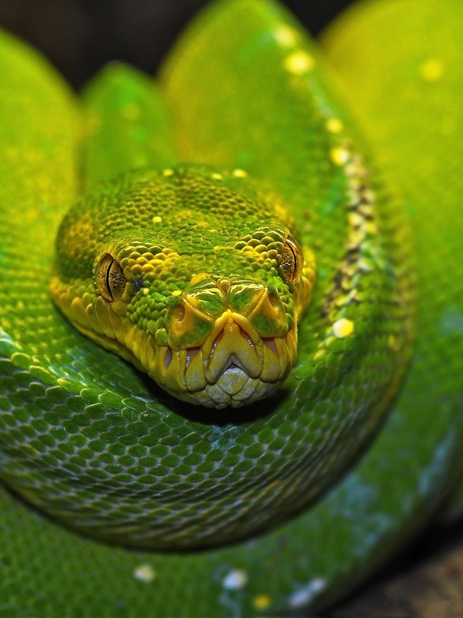 Green Tree Python