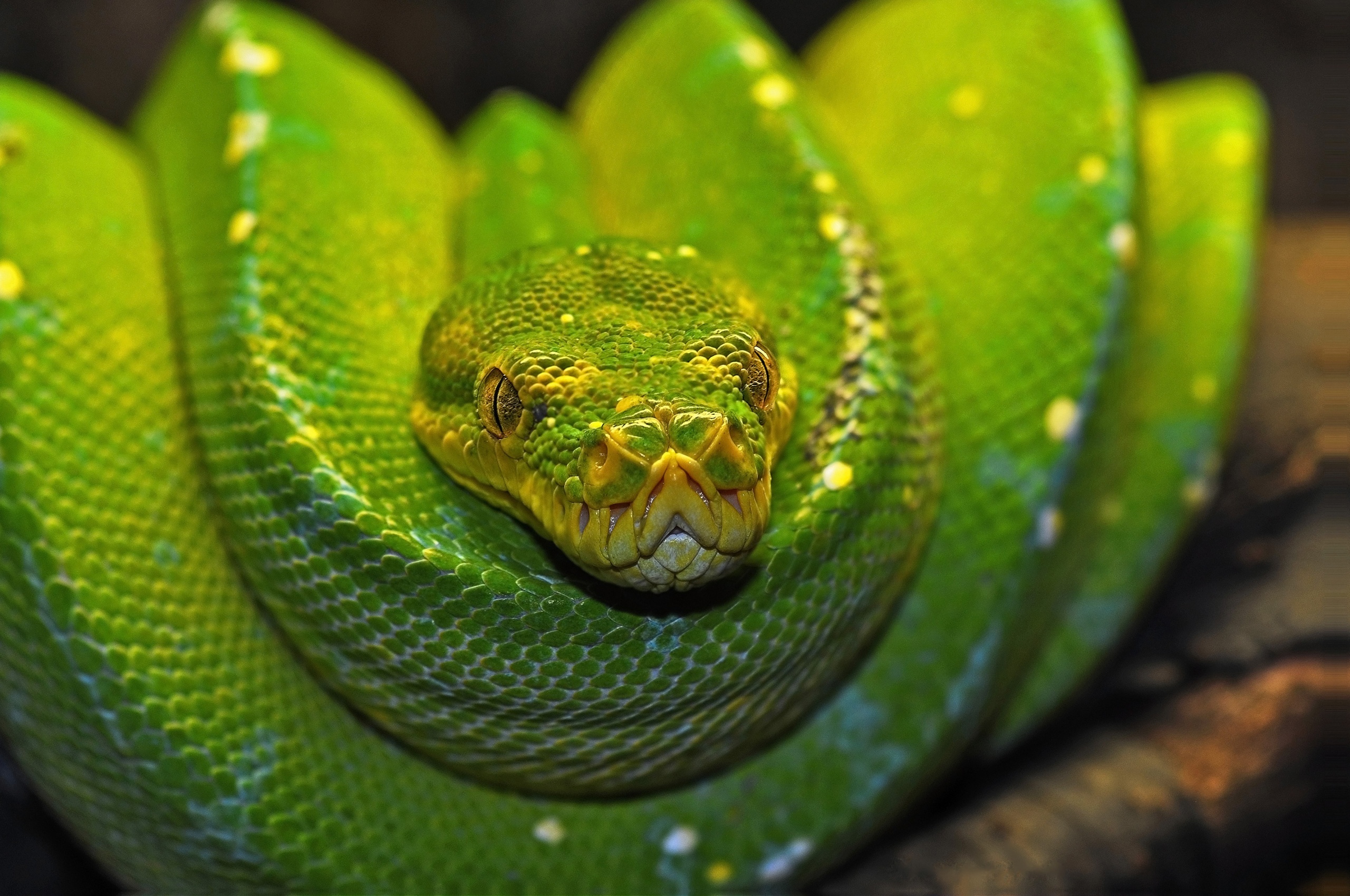 Green Tree Python