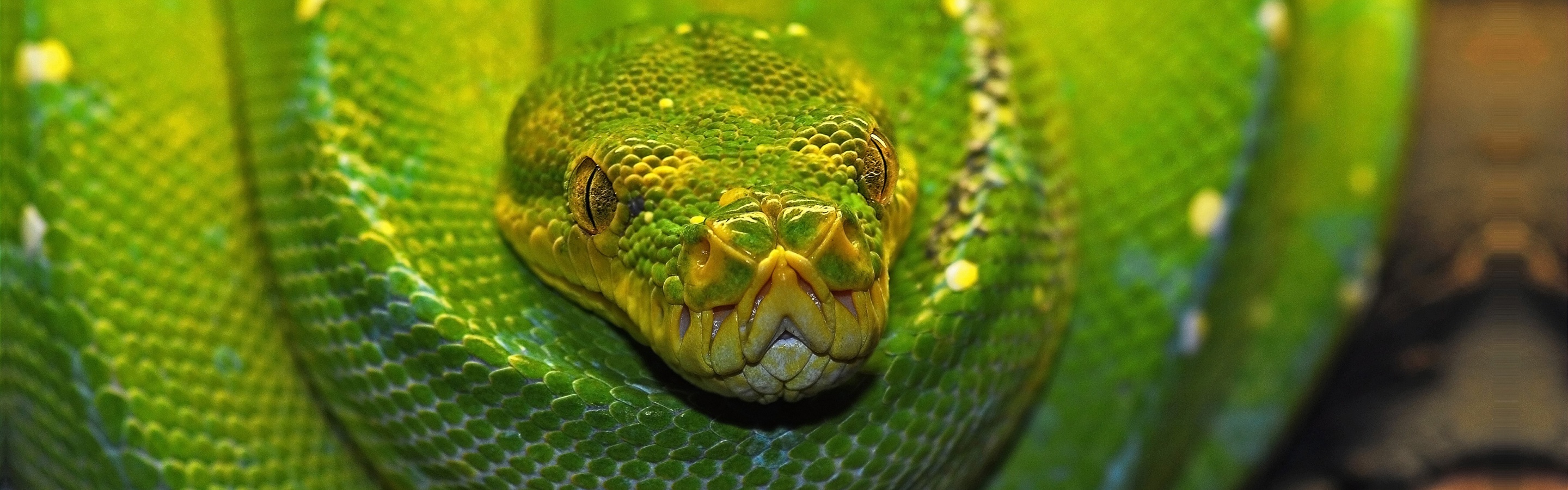 Green Tree Python