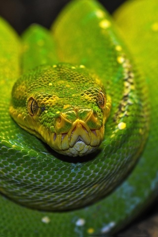 Green Tree Python