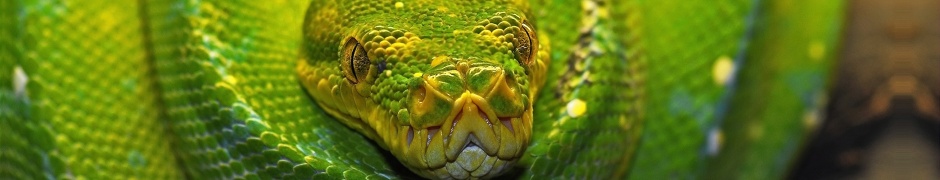 Green Tree Python