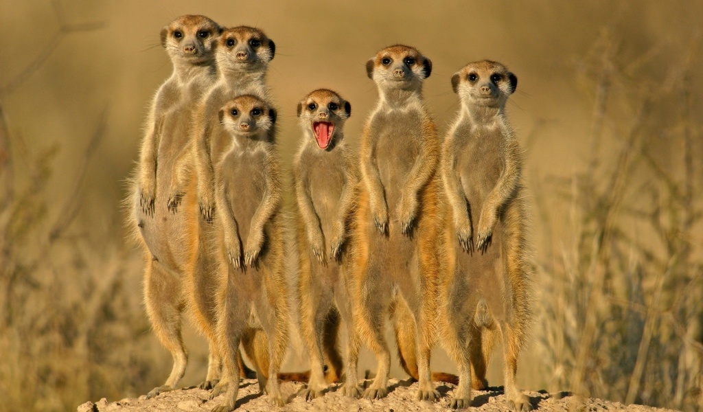 Group Of Meerkats