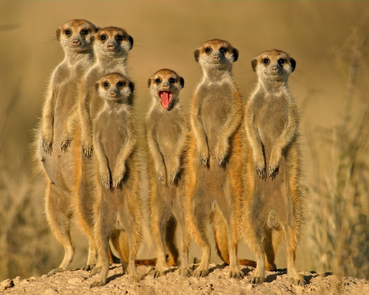 Group Of Meerkats