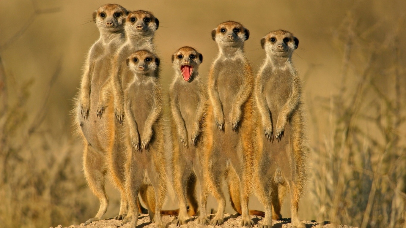 Group Of Meerkats