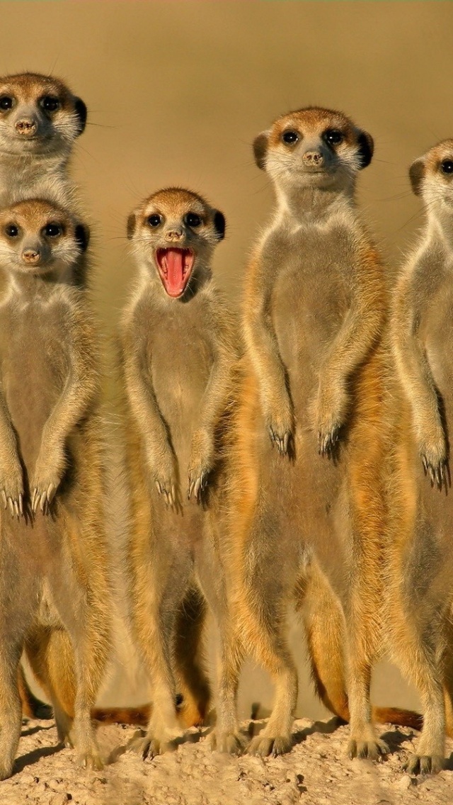 Group Of Meerkats