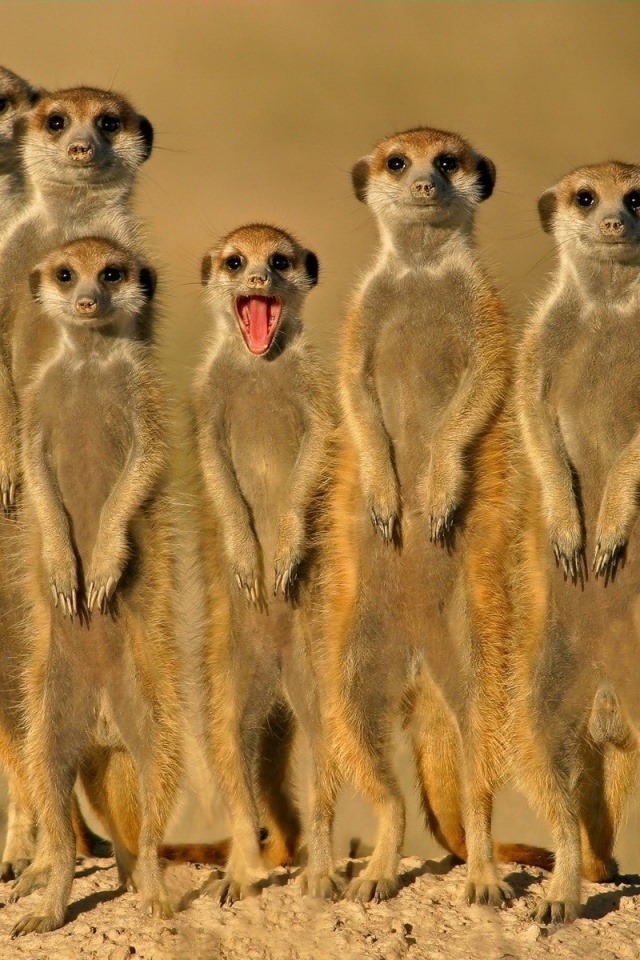 Group Of Meerkats