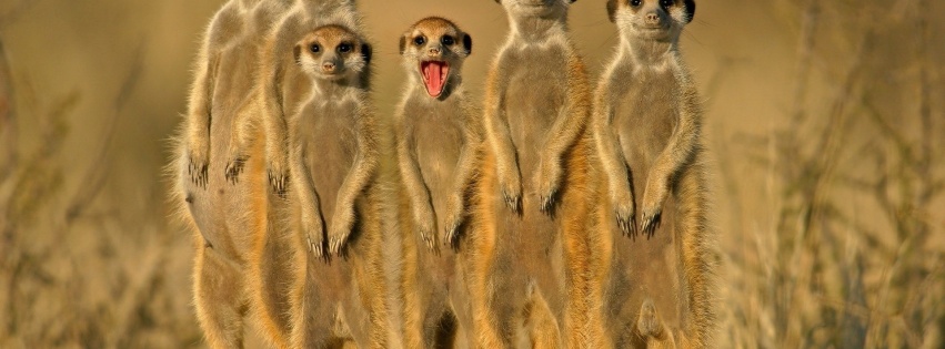 Group Of Meerkats