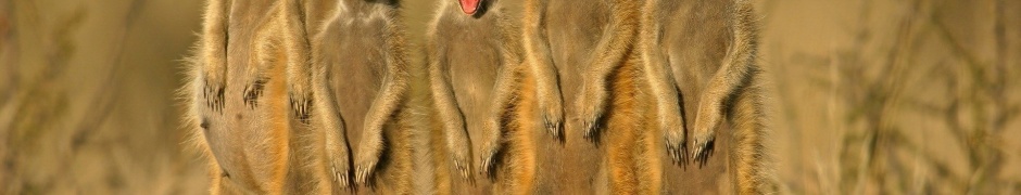 Group Of Meerkats