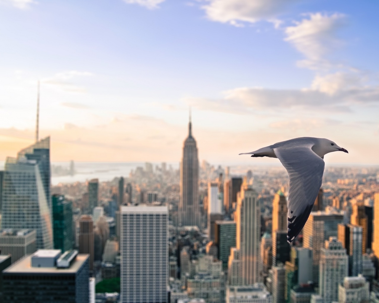 Gull Skyscrapers New York United States